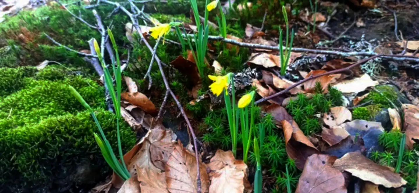 Narcissus Asturiensis